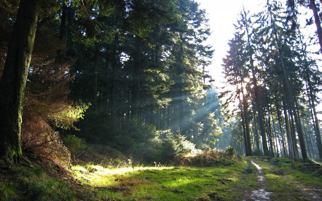 Обои картинки фото природа, лес, лучи, солнца, свет, дорога, деревья