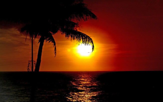 Обои картинки фото природа, восходы, закаты, закат, море, пальма