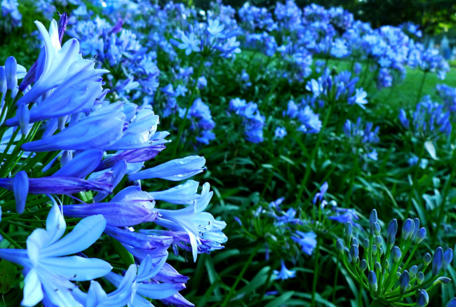 Обои картинки фото цветы, агапантус, африканская, лилия, синий