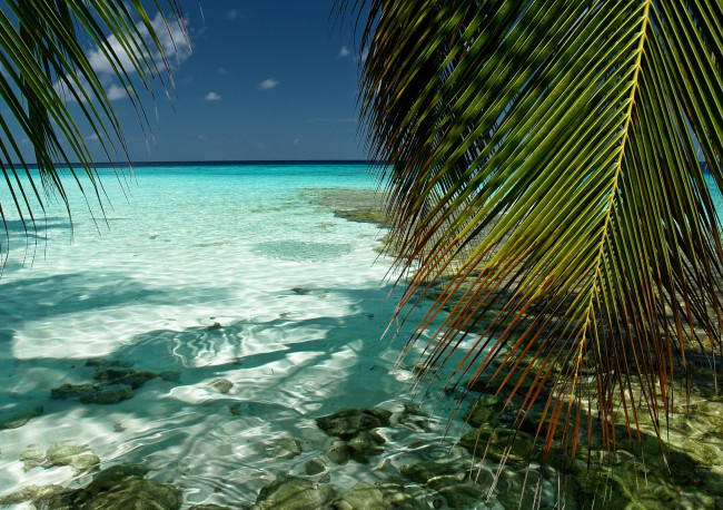 Обои картинки фото природа, тропики, пальма, океан