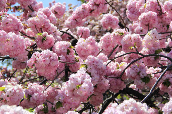 Картинка цветы сакура +вишня бутоны ветки