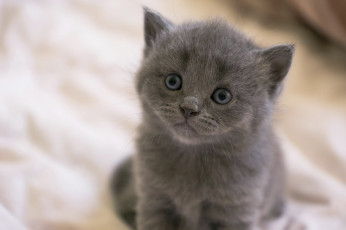 Картинка животные коты котёнок взгляд мордочка
