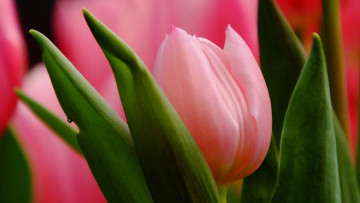 Картинка цветы тюльпаны розовый