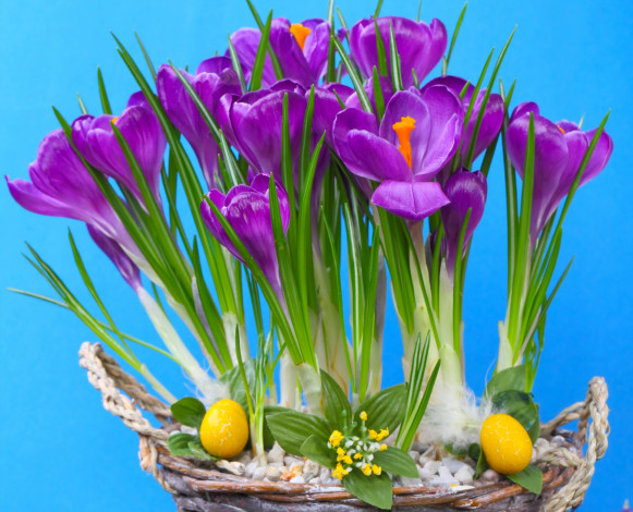 Обои картинки фото цветы, крокусы, сиреневые, яйца