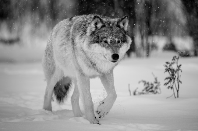 Обои картинки фото животные, волки,  койоты,  шакалы, красавец