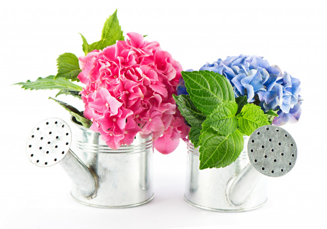 Обои картинки фото цветы, гортензия, вазы