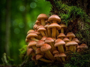 Картинка природа грибы опята мох лес