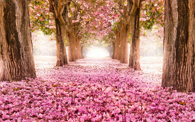 Обои картинки фото природа, парк, аллея, дорога, сакура, цветение, деревья, цветы, розовые
