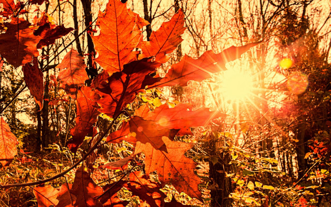 Обои картинки фото природа, восходы, закаты, листва, осень, солнце, лучи, свет, размытость