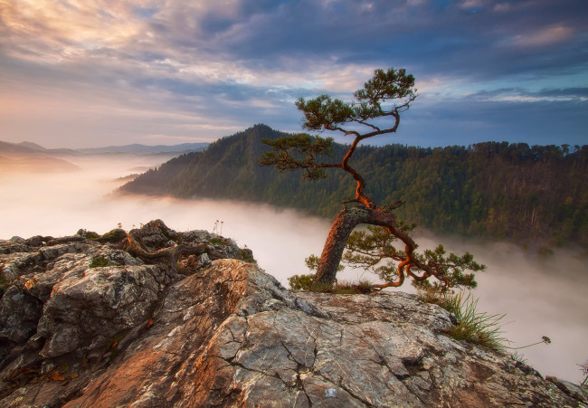 Обои картинки фото природа, деревья, польша, sokolica, горы, туман, лес, скалы, сосна
