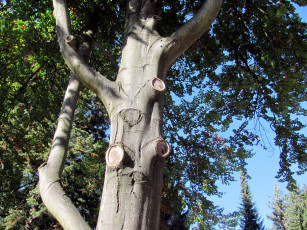 Картинка природа деревья ствол