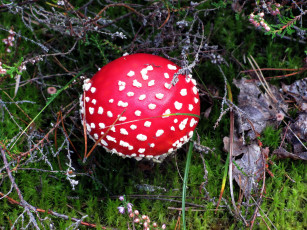 Картинка природа грибы +мухомор крапинки