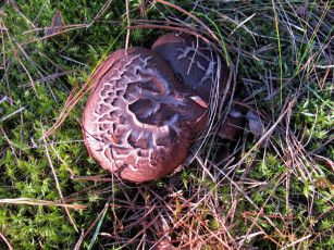 Картинка природа грибы ежевик