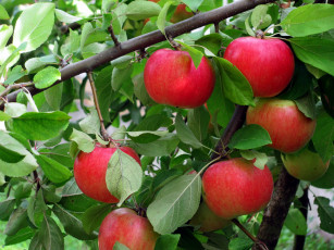 Картинка природа плоды яблоки краснобокие