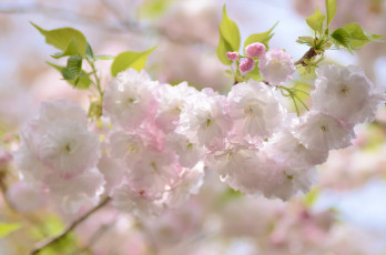 Картинка цветы сакура +вишня вишня весна ветка