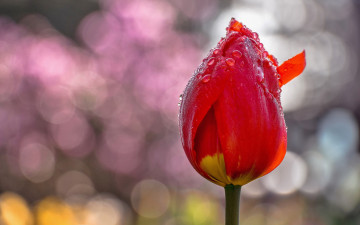 Картинка цветы тюльпаны одиночка