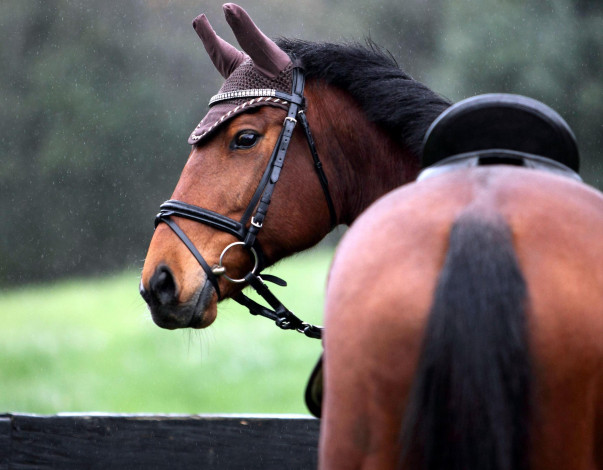 Обои картинки фото животные, лошади, лошадь, упряжь, конь, дождь, седло, гнедой