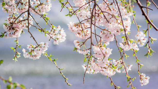 Обои картинки фото цветы, сакура,  вишня, розовый, ветки, весна