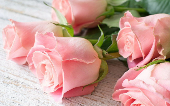 Обои картинки фото цветы, розы, flowers, roses, pink