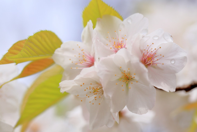 Обои картинки фото цветы, сакура,  вишня, капли, вишня, макро