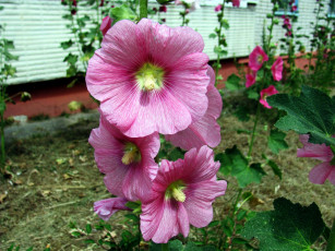 Картинка цветы мальвы розовый макро