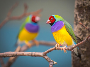 Картинка животные птицы гульдова амадина ветка разноцветная птичка