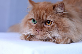 Картинка животные коты мордочка рыжая пушистая кот кошка взгляд