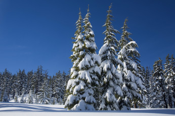 Картинка природа зима деревья снег небо лес солнце сугробы
