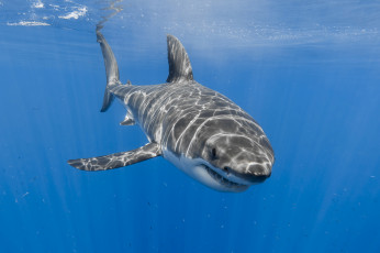 Картинка животные акулы рыбка
