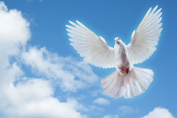 Картинка животные голуби полет небо голубь