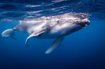 Картинка животные киты +кашалоты рыбка