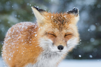 Картинка животные лисы лиса лис снег зима