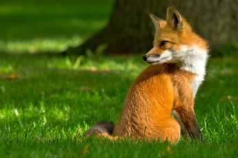 Картинка животные лисы взгляд лиса лес