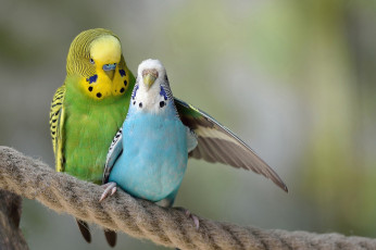 Картинка животные попугаи нежность птицы пара волнистый попугай