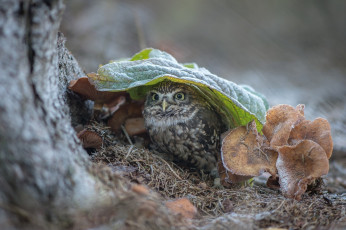 Картинка животные совы природа дерево ствол грибы птица сова лист