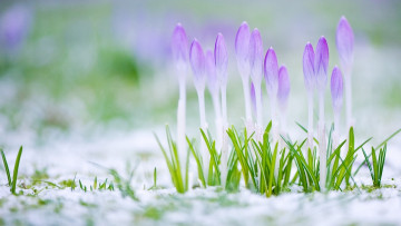 Картинка цветы крокусы снег фиолетовые бутоны