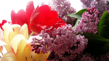Картинка цветы разные+вместе сирень тюльпаны