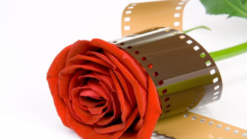Картинка цветы розы фотопленка бутон