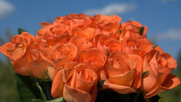 Картинка цветы розы персиковый бутоны много