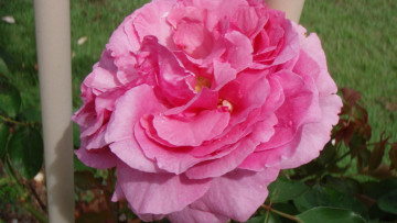 Картинка цветы розы розовый макро
