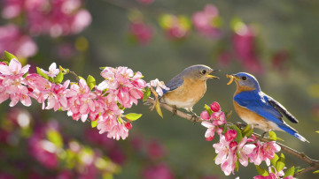 Картинка животные птицы ветка цветы