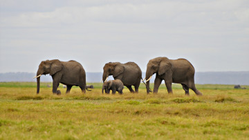 Картинка животные слоны холм миграция небо трава