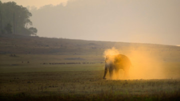 Картинка животные слоны слон сафари утро