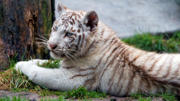 Картинка животные тигры тигрёнок тигр белый хищник зверь