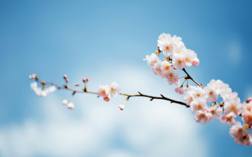 Картинка цветы цветущие+деревья+ +кустарники дерево фокус ветка цветение небо весна
