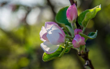 Картинка цветы цветущие+деревья+ +кустарники дерево макро яблоня весна