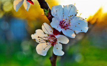 Картинка цветы цветущие+деревья+ +кустарники макро цветение закат весна абрикос лепестки