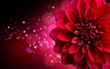Картинка цветы георгины красный георгин блики