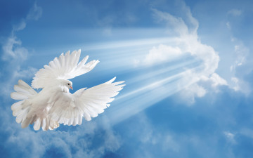 Картинка животные голуби голубь небо полет