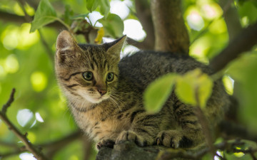 Картинка животные коты дерево ветки кот котёнок